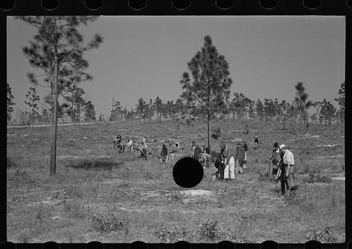 Untitled photo, possibly related to: Trucks used in plant operations, Withlacoochee Land Use Project, Florida