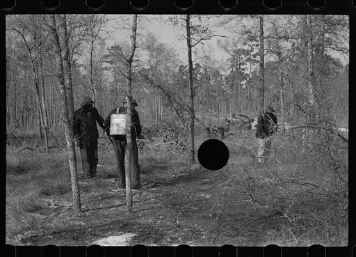 Untitled photo, possibly related to: Putting out a small forest fire, Withlacoochee Land Use Project, Florida