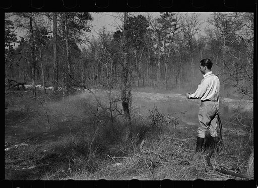 Putting out a small forest fire, Withlacoochee Land Use Project, Florida