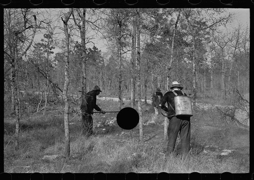 Untitled photo, possibly related to: Putting out a small forest fire, Withlacoochee Land Use Project, Florida