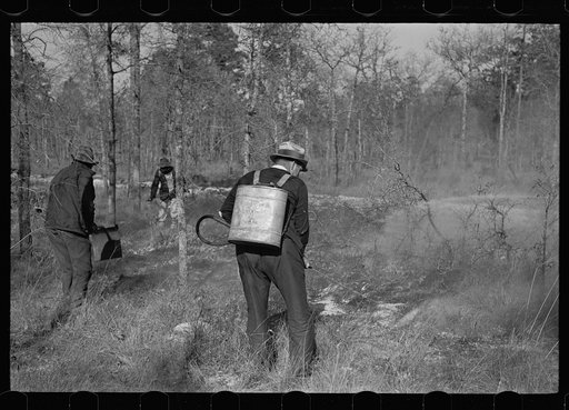 Putting out a small forest fire, Withlacoochee Land Use Project, Florida