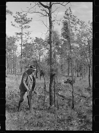 A large blackjack oak which prevents smaller pine trees from growing properly, Withlacoochee Land Use Project, Florida