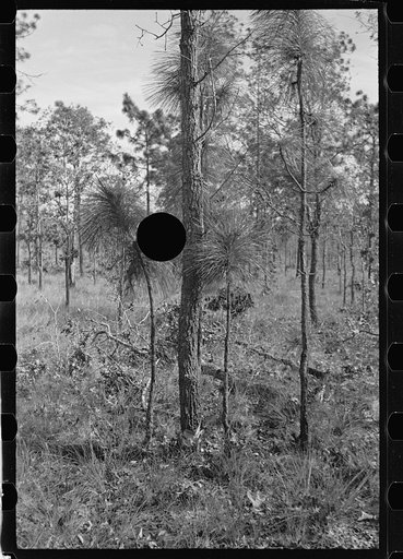 Untitled photo, possibly related to: A large blackjack oak which prevents smaller pine trees from growing properly, Withlacoochee Land Use Project, Florida