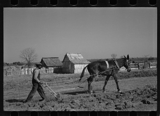 Plowing at Gee's Bend, Wilcox County, Alabama