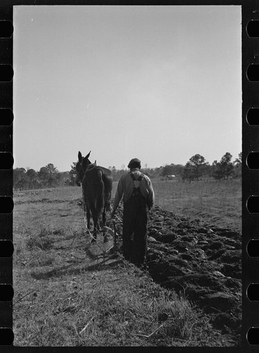 Plowing, Gee's Bend, Alabama
