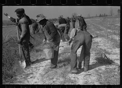 Untitled photo, possibly related to: Planting slash pine, Macon County, Alabama, Tuskegee Project