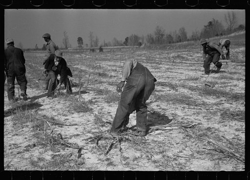 Untitled photo, possibly related to: Planting slash pine, Macon County, Alabama, Tuskegee Project