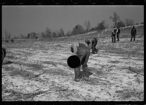 Untitled photo, possibly related to: Planting slash pine, Macon County, Alabama, Tuskegee Project