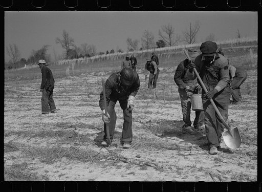 Untitled photo, possibly related to: Planting slash pine, Macon County, Alabama, Tuskegee Project