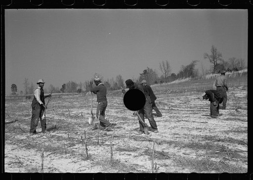 Untitled photo, possibly related to: Planting slash pine, Macon County, Alabama, Tuskegee Project