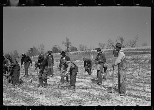 Untitled photo, possibly related to: Planting slash pine, Macon County, Alabama, Tuskegee Project