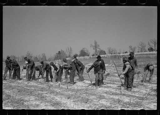 Untitled photo, possibly related to: Planting slash pine, Macon County, Alabama, Tuskegee Project