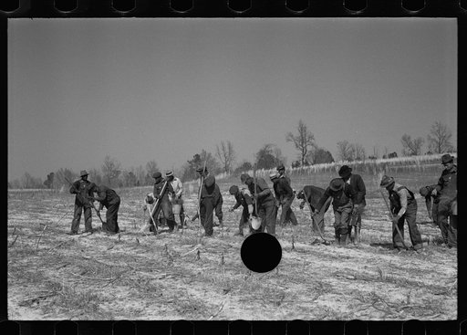 Untitled photo, possibly related to: Planting slash pine, Macon County, Alabama, Tuskegee Project