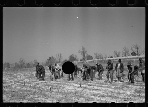 Untitled photo, possibly related to: Planting slash pine, Macon County, Alabama, Tuskegee Project