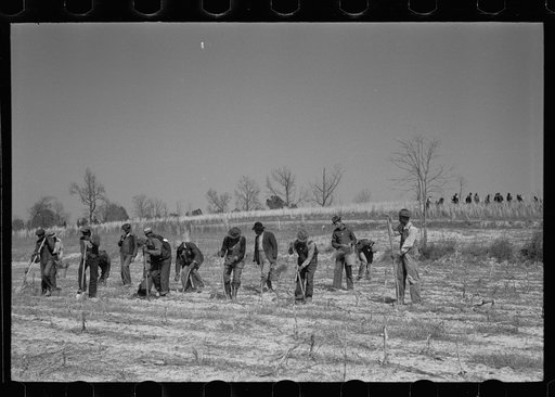 Untitled photo, possibly related to: Planting slash pine, Macon County, Alabama, Tuskegee Project