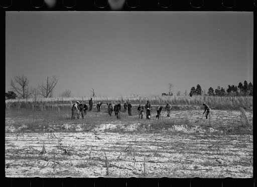 Untitled photo, possibly related to: Planting slash pine, Macon County, Alabama, Tuskegee Project