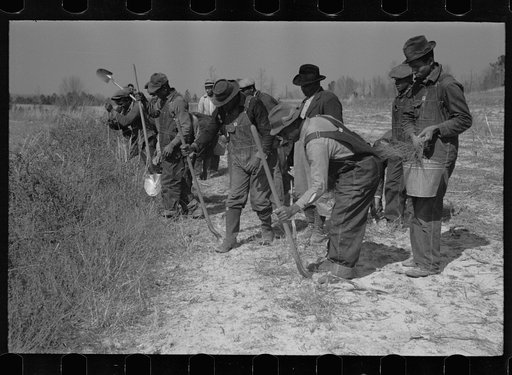 Planting slash pine, Macon County, Alabama, Tuskegee Project