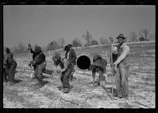 Untitled photo, possibly related to: Planting slash pine, Macon County, Alabama, Tuskegee Project