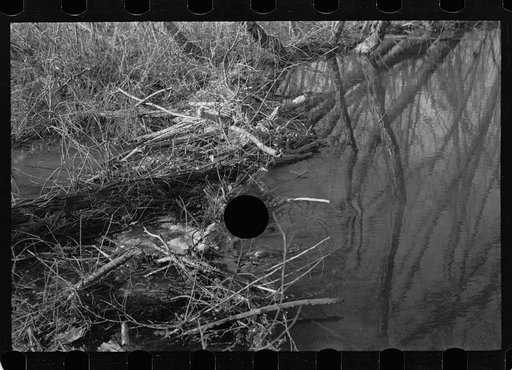 Untitled photo, possibly related to: Beaver dam, Tuskegee Project, Macon County, Alabama