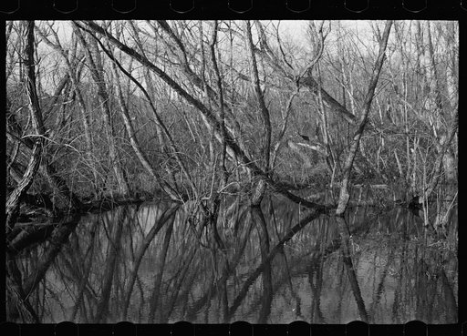 Untitled photo, possibly related to: Beaver dam, Tuskegee Project, Macon County, Alabama