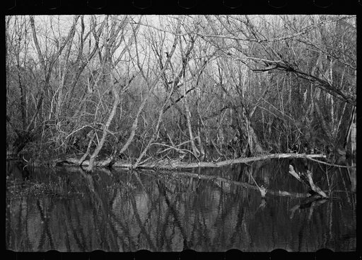 Untitled photo, possibly related to: Beaver dam, Tuskegee Project, Macon County, Alabama