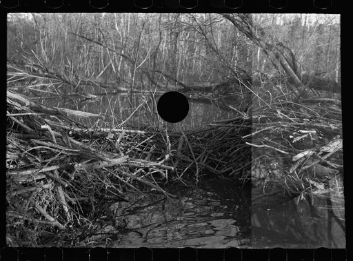 Untitled photo, possibly related to: Beaver dam, Tuskegee Project, Macon County, Alabama