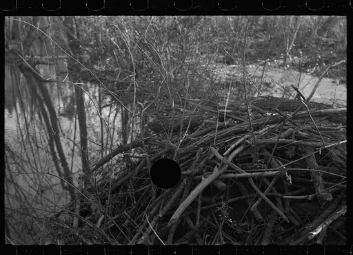 Untitled photo, possibly related to: Beaver dam, Tuskegee Project, Macon County, Alabama
