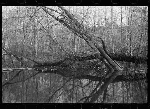 Beaver dam, Tuskegee Project, Macon County, Alabama