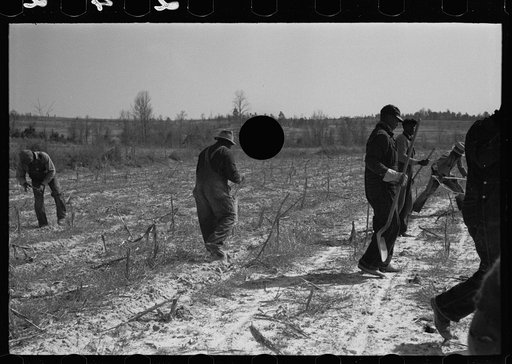 Untitled photo, possibly related to: Beaver dam, Tuskegee Project, Macon County, Alabama