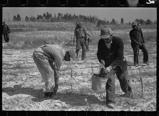 Planting slash pine, Macon County, Alabama, Tuskegee Land Use Project