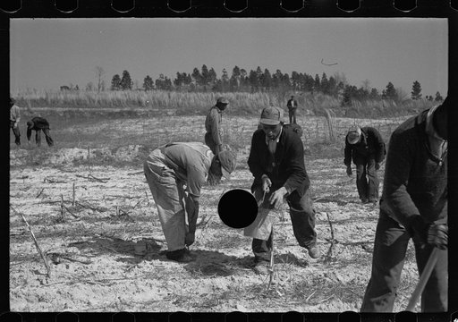 Untitled photo, possibly related to: Beaver dam, Tuskegee Project, Macon County, Alabama