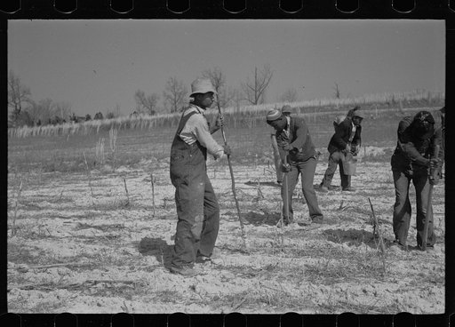 Untitled photo, possibly related to: Beaver dam, Tuskegee Project, Macon County, Alabama