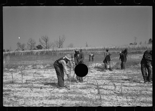 Untitled photo, possibly related to: Beaver dam, Tuskegee Project, Macon County, Alabama