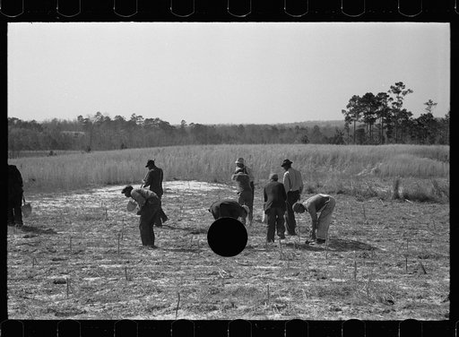 Untitled photo, possibly related to: Planting slash pine, Tuskegee Project, Macon County, Alabama