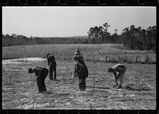Planting slash pine, Tuskegee Project, Macon County, Alabama