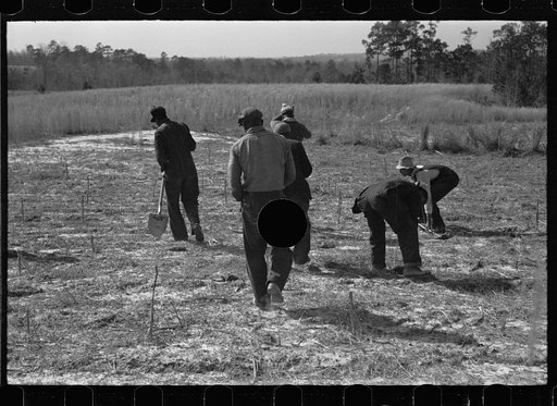 Untitled photo, possibly related to: Planting slash pine, Tuskegee Project, Macon County, Alabama