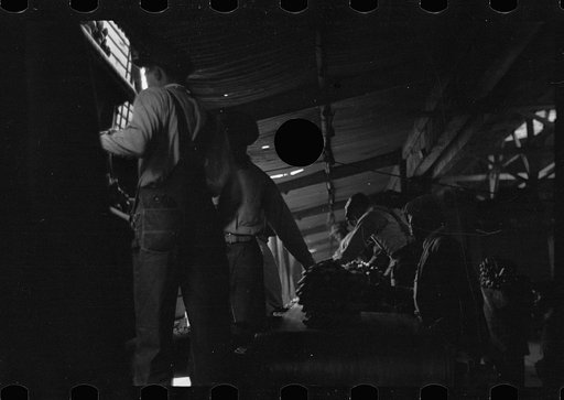 Untitled photo, possibly related to: Unloading bananas on the dock, Mobile, Alabama