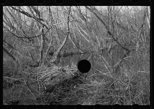 Untitled photo, possibly related to: Beaver dam, Tuskegee Project, Macon County, Alabama