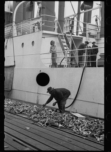 Untitled photo, possibly related to: Dock scene, Mobile, Alabama