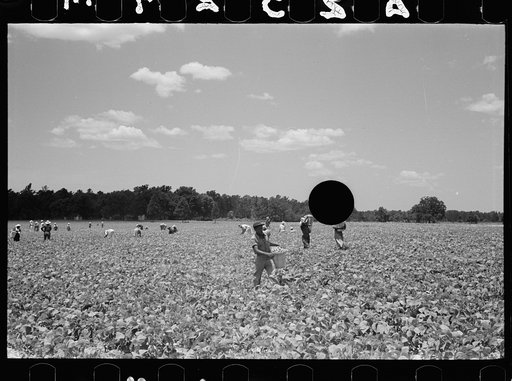 Untitled photo, possibly related to: Picking stringbeans near Cambridge, Maryland