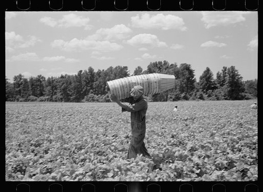 Untitled photo, possibly related to: Picking stringbeans near Cambridge, Maryland