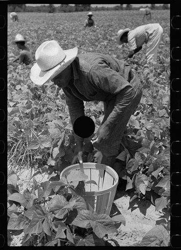 Untitled photo, possibly related to: Picking stringbeans near Cambridge, Maryland