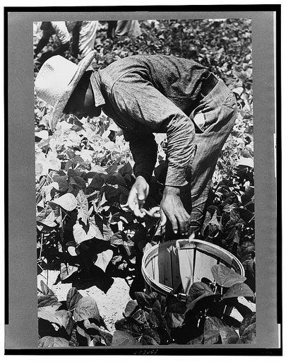 Picking stringbeans near Cambridge, Maryland