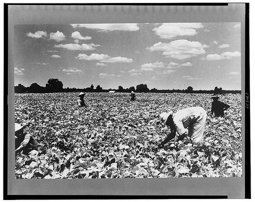 Picking stringbeans near Cambridge, Maryland