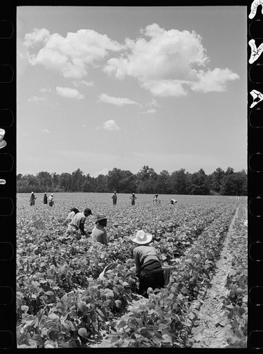 Untitled photo, possibly related to: Picking stringbeans near Cambridge, Maryland
