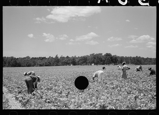 Untitled photo, possibly related to: Picking stringbeans near Cambridge, Maryland