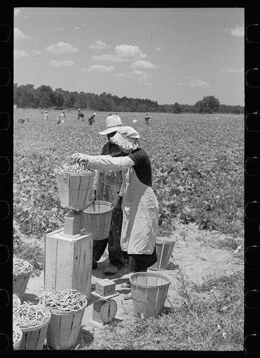 Untitled photo, possibly related to: Picking stringbeans near Cambridge, Maryland