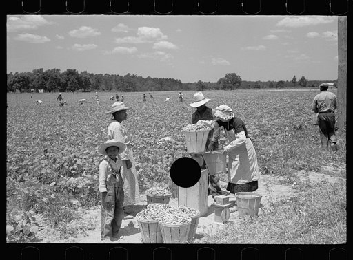 Untitled photo, possibly related to: Picking stringbeans near Cambridge, Maryland