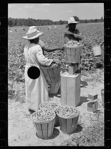 Untitled photo, possibly related to: Picking stringbeans near Cambridge, Maryland