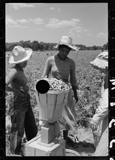 Untitled photo, possibly related to: Picking stringbeans near Cambridge, Maryland